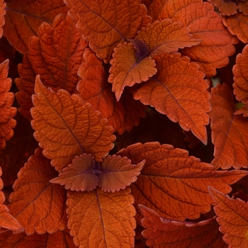 Coleus 'Inferno'