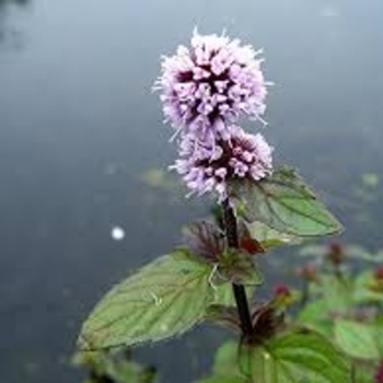 Mentha aquatica