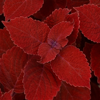 Coleus 'Ruby Slipper'