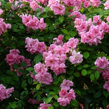 Rosa 'Pinkie' 