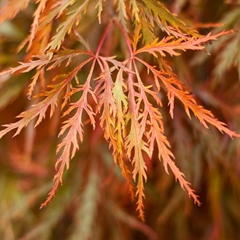 Acer palmatum 'Germaine's Gyration' 