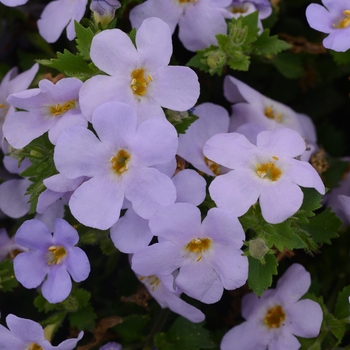 Sutera cordata MegaCopa™ 'Sky Blue'