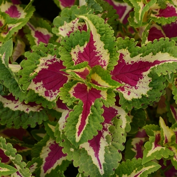 Coleus 'Rose' 