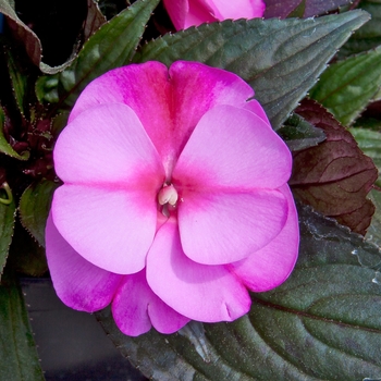 Impatiens hawkeri 'Orchid Flame' 