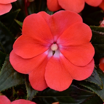 Impatiens hawkeri 'Salmon+Eye' 