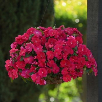 Impatiens hawkeri 'Lipstick' 