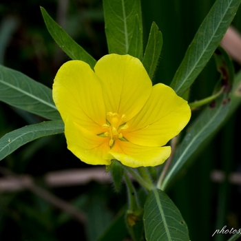 Ludwigia peploides