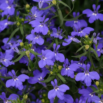 Lobelia erinus Magadi™ 'Indigo Blue'