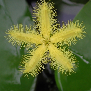 Nymphoides geminata