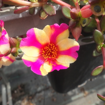 Portulaca grandiflora PortoGrande™ 'Raspberry Lemonade'