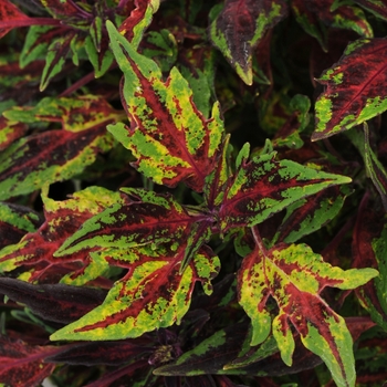 Coleus scutellarioides 'Red Carpet' 