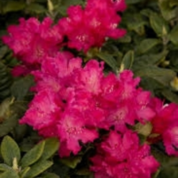 Rhododendron 'Hellikki' 
