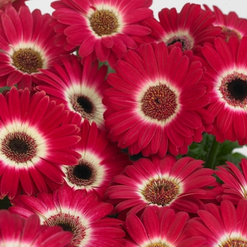 Gerbera jamesonii