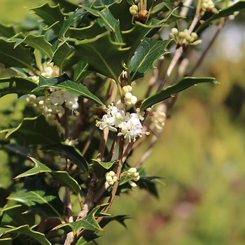 Osmanthus heterophyllus 'Fastigiata' 