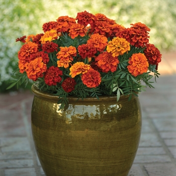 Tagetes patula 'Fireball'