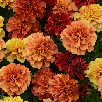 Tagetes patula 'Strawberry Blonde'