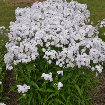 Phlox paniculata 'Fashionably Early Crystal'