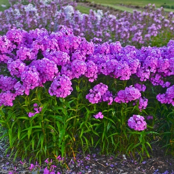 Phlox paniculata 'Fashionably Early Flamingo'