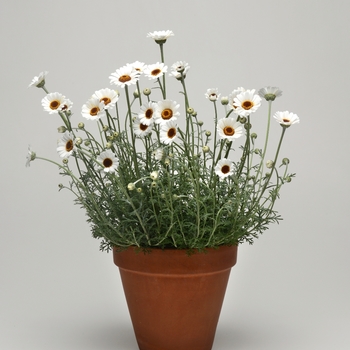 Rhodanthemum hosmariense 'Casablanca' (120067)
