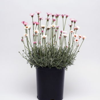 Rhodanthemum hosmariense 'Marrakech'