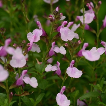 Salvia greggii 'Soft Pink' 