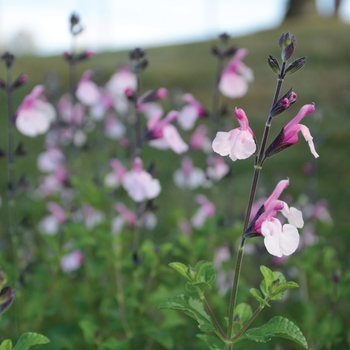 Salvia 'Dancing Dolls' 