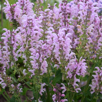 Salvia pratensis Fashionista™ 'Ballerina Pink'