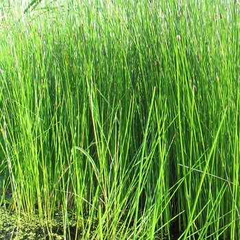 Eleocharis montevidensis