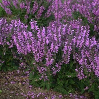 Salvia pratensis 'Pretty In Pink' 