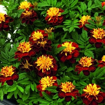 Tagetes patula 'Spry' 