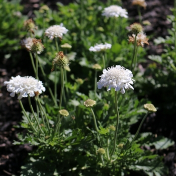 Scabiosa columbaria Flutter™ 'Pure White'