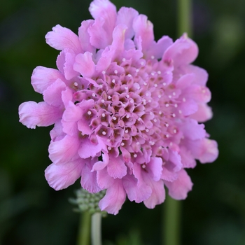 Scabiosa columbaria 'Rose Pink' 