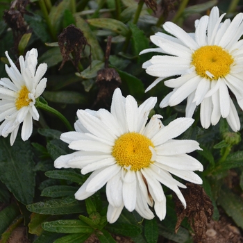 Leucanthemum x superbum 'Spoonful of Sugar' 