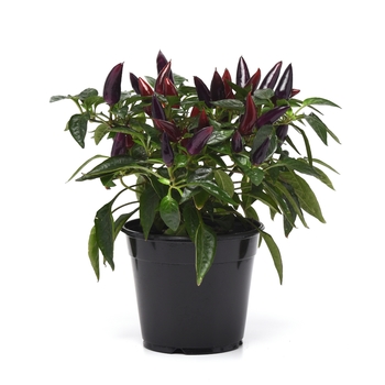 Capsicum annuum Acapulco® 'Purple'