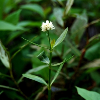 Alternanthera philoxeroides