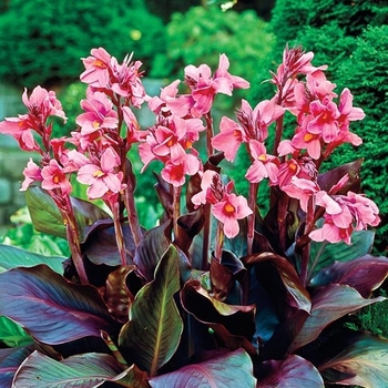 Canna 'Pink Futurity' 