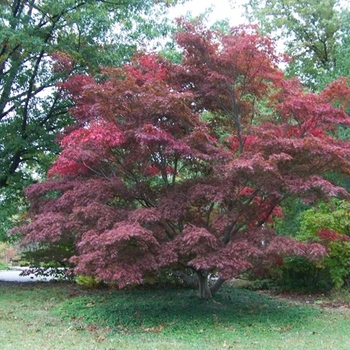 Acer palmatum var. atropurpureum 'Burgundy Lace' 