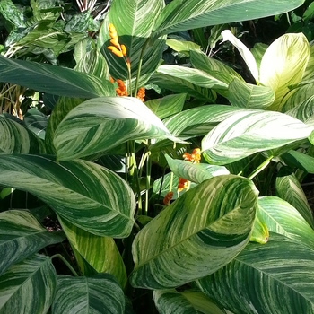 Stromanthe stromanthoides 'Charlie' 