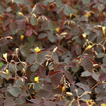 Oxalis vulcanicola 'Burgundy Bliss' 