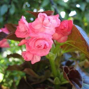 Begonia x semperflorens-cultorum 'Lady Francis' 