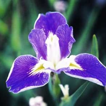 Iris 'King Creole' 