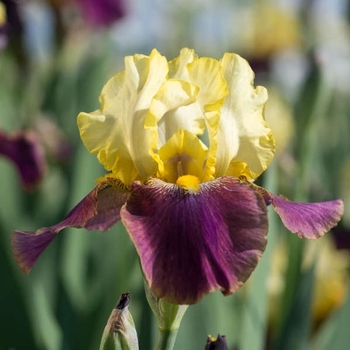 Iris germanica 'Blatant' 