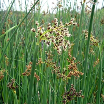 Schoenoplectus californicus