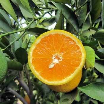 Citrus sinensis 'Rhode Red Valencia' 