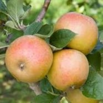 Malus domestica 'Ashmead's Kernel' 