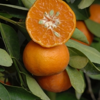 Citrus reticulata 'Dancy' 