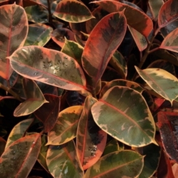 Ficus elastica 'Ruby' 
