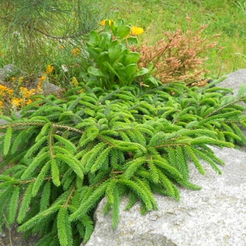 Picea orientalis 'Ferny Creek Prostrate' 