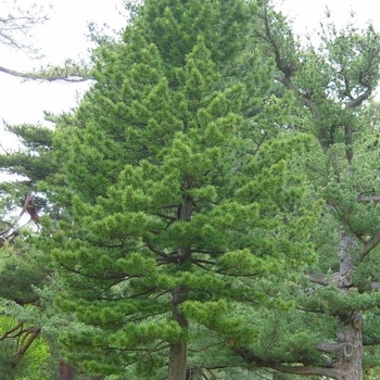 Pinus cembra 'Fastigiata' 