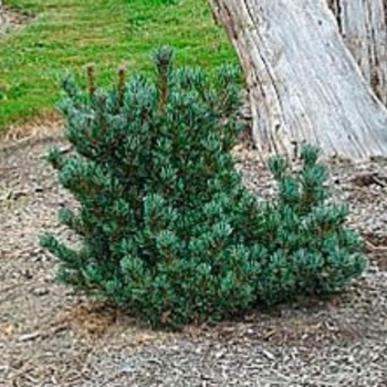 Pinus parviflora var. pentaphylla 'Azuma' 